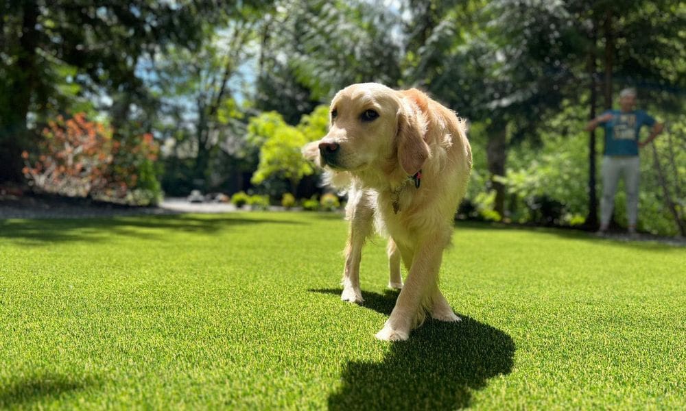 SyntheticTurfNorthwest 322509 Grass Good Pets blogbanner1