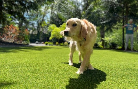 SyntheticTurfNorthwest-322509-Grass-Good-Pets-blogbanner1